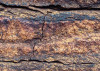 African Wall VIII