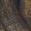 African Wall XII