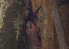 African Wall XIII