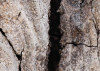 African Wall XIX