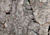 African Wall XIX
