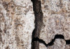 African Wall XIX