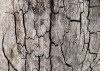 African Wall XIX