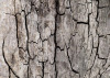 African Wall XIX