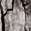 African Wall XIX
