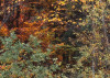 Autumn Cabin