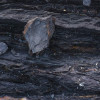 Colors of Earth VI