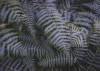 Fern Canopy II