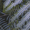 Fern Canopy II