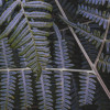 Fern Canopy II