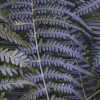 Fern Canopy II