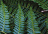 Fern Canopy