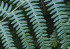 Fern Canopy
