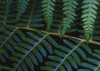 Fern Canopy
