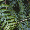 Fern Canopy