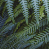 Fern Canopy