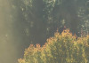 Herbstzauber Detail