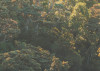 Mellow Woods
