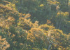 Mellow Woods