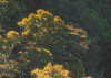Mellow Woods