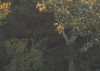 Mellow Woods