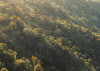 Mellow Woods