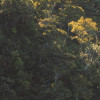 Mellow Woods