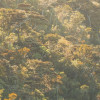 Mellow Woods