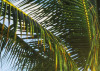 Palm Beach