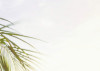 Palm Beach