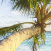 Palm Beach