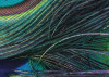 Plumage Detail