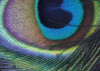 Plumage Detail