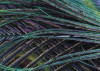 Plumage Detail