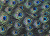 Plumage Detail