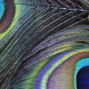 Plumage Detail