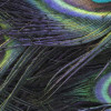 Plumage Detail