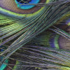 Plumage Detail