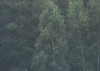 Scandi Wall