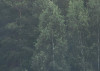 Scandi Wall