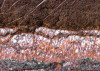 Secrets of the Desert V
