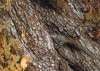 Swirly Bark