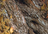 Swirly Bark