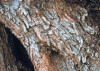 Swirly Bark