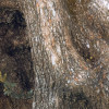 Swirly Bark