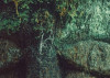 The Guardian