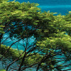 The Sea View