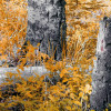 Colorful Aspenwoods