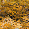 Colorful Aspenwoods