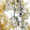 Colorful Aspenwoods
